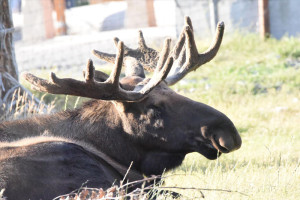 Alaska Wildlife Preserve