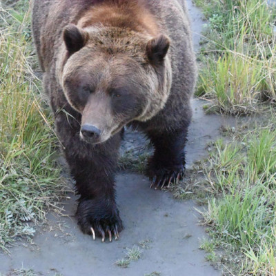 Alaska Wildlife Preserve